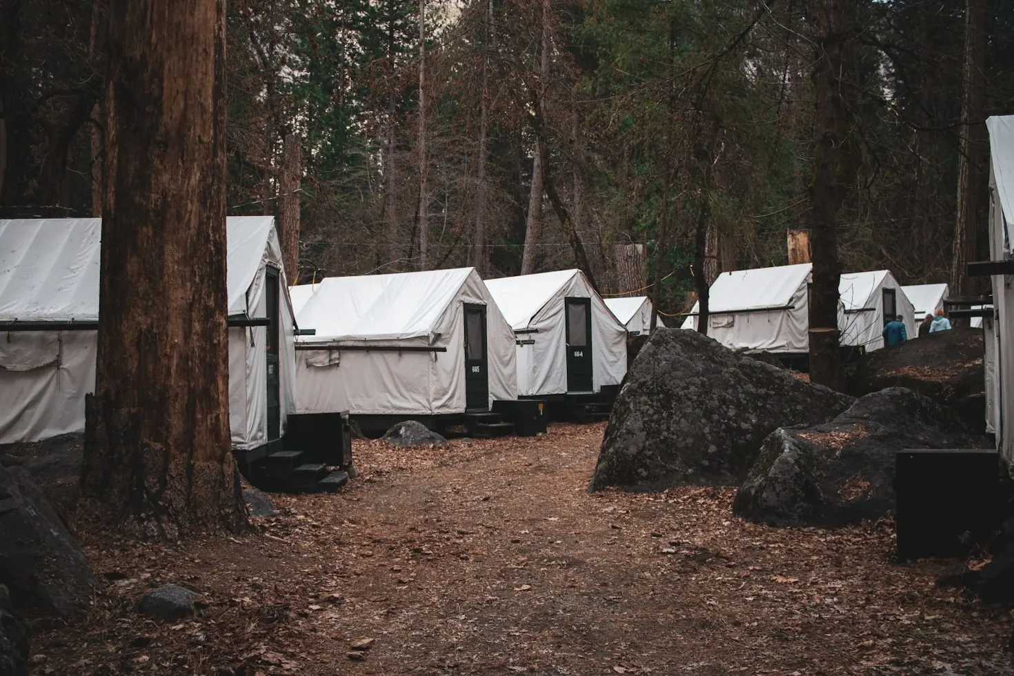 Canvas retreat tents among tall pine trees in an East Texas forest